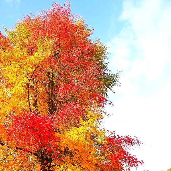 Black Gum Tree for Sale at Online Nursery – Greenwood Nursery"