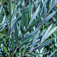 Detailed close-up of Blue Arctic Willow (Salix purpurea) leaves showing distinct blue-green upper surfaces and shimmering silver-blue undersides.