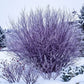 Dormant Blue Arctic Willow (Salix purpurea) shrub in winter, highlighting its complex, intricate lattice of bare purple to deep violet branches against snow.