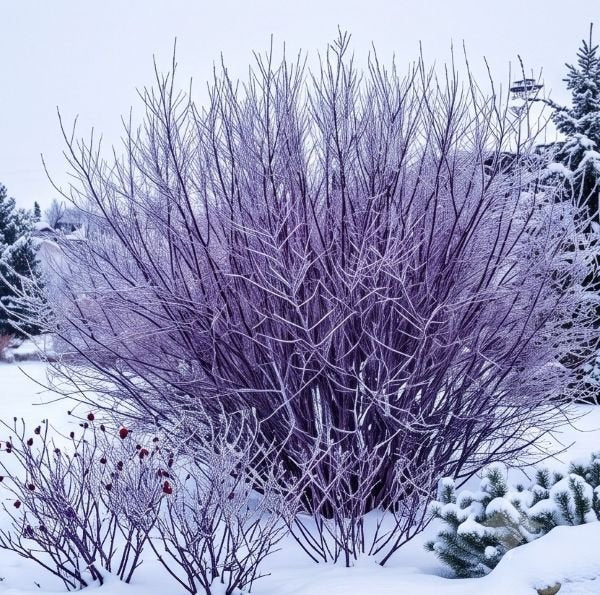 Dormant Blue Arctic Willow (Salix purpurea) shrub in winter, highlighting its complex, intricate lattice of bare purple to deep violet branches against snow.