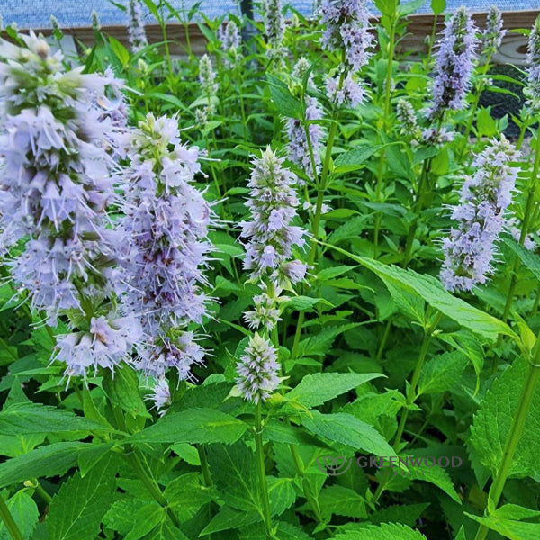 "Close-up of Blue Fortune Hyssop attracting bees, butterflies, and hummingbirds"
