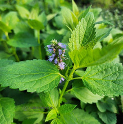 "Close-up of Blue Fortune Hyssop attracting bees, butterflies, and hummingbirds"