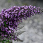 buddleia grand cascade flower close