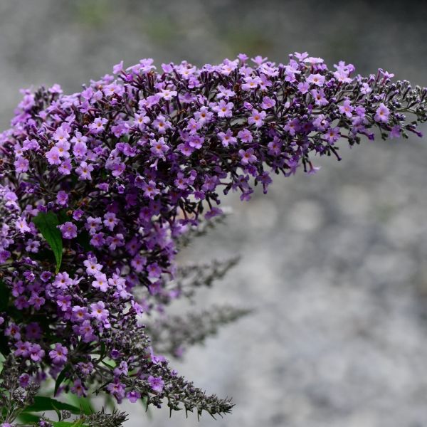 buddleia grand cascade flower close