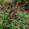 "Hummingbirds and butterflies attracted to Miss Molly Buddleia"