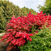 Red bush with green shrubs in a garden setting