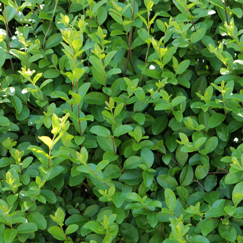 Close-up of California Privet's oval-shaped dark green leaves