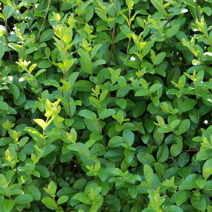 Close-up of California Privet's oval-shaped dark green leaves