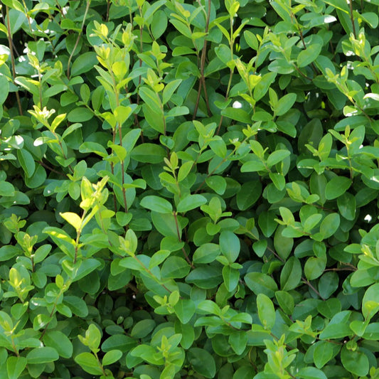 Close-up of California Privet's oval-shaped dark green leaves