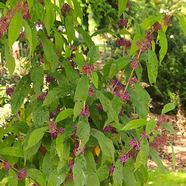 callicarpa_bubble_up Green leaves with purple berries in a natural setting