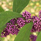 callicarpa_bubble_up Close-up of purple berries with green leaves on a blurred natural background