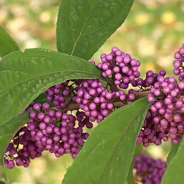 callicarpa_bubble_up Close-up of purple berries with green leaves on a blurred natural background