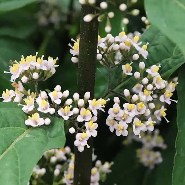 callicarpa_bubble_up Close-up of white and yellow flowers with green leaves