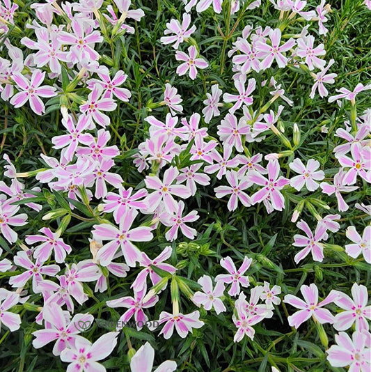 Close-up of Candy Stripe Creeping Phlox's two-toned blossoms with white flowers and pink stripes