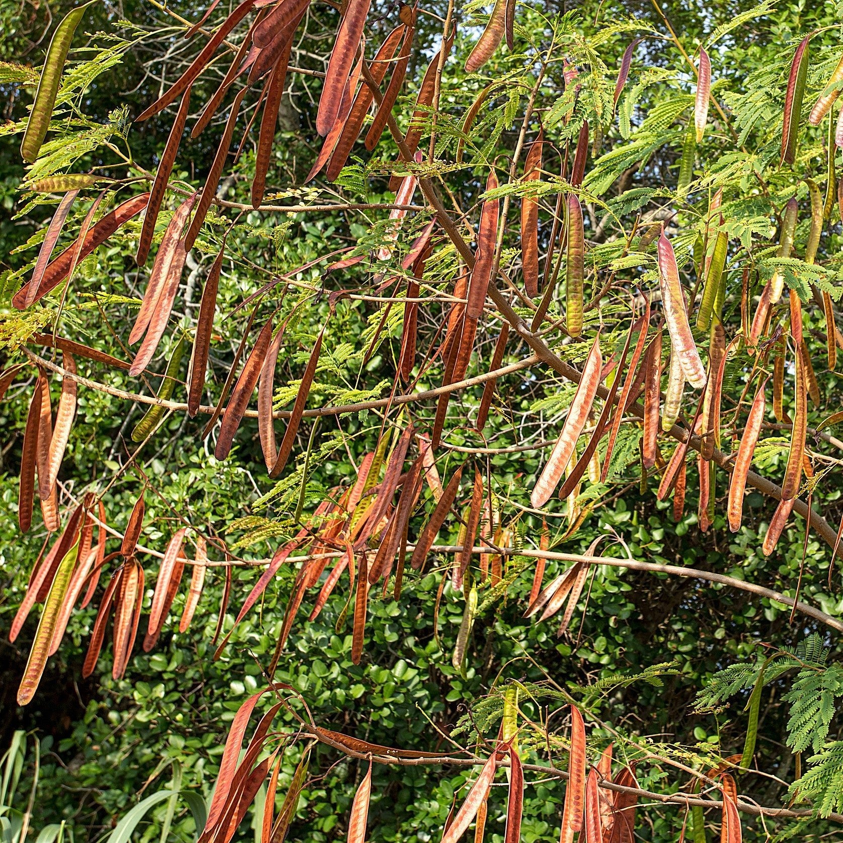 Close-up of Caragana foliage with mature brown seed pods hanging among bright green leaves.