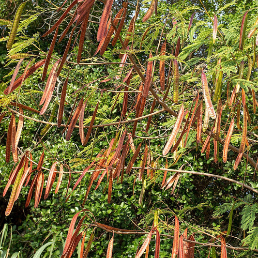 Close-up of Caragana foliage with mature brown seed pods hanging among bright green leaves.
