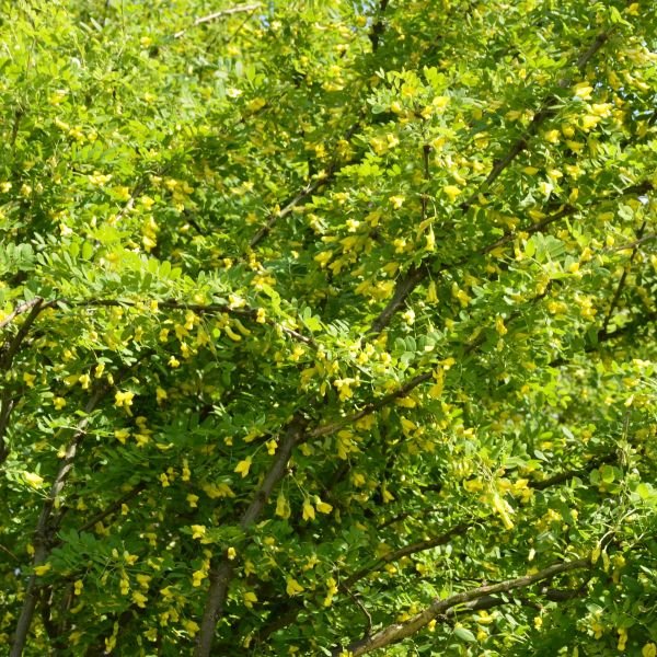 Close-up of Caragana leaves with yellow pea-like flowers and small developing green seed pods.