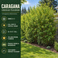 Caragana Siberian Peashrub growing densely along a fence, showing green foliage and yellow spring flowers with informational text describing its zones, size, and growing conditions.