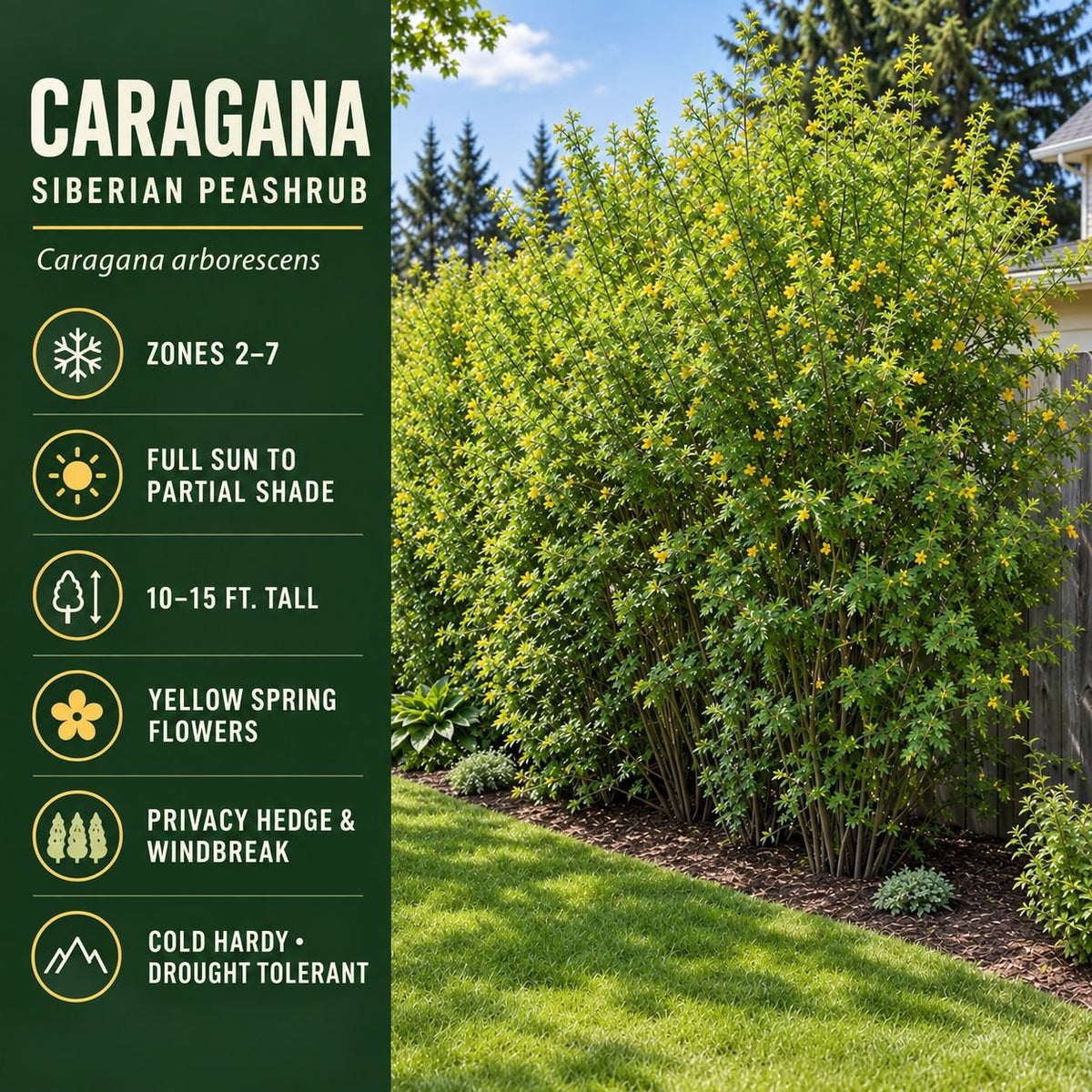 Caragana Siberian Peashrub growing densely along a fence, showing green foliage and yellow spring flowers with informational text describing its zones, size, and growing conditions.