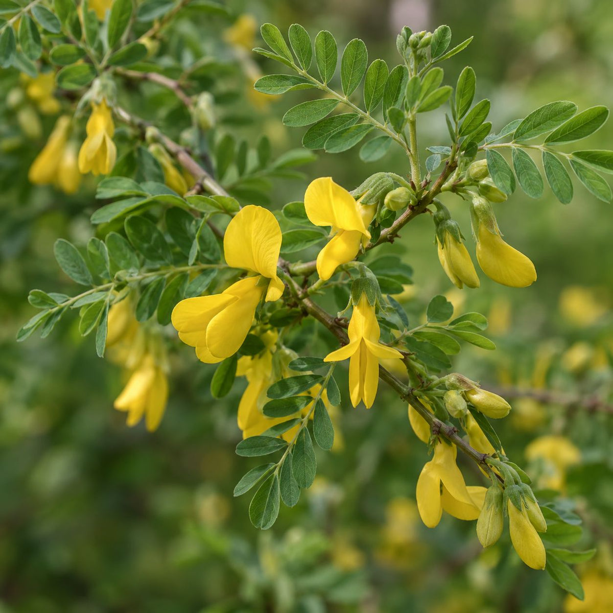 Close-up of bright yellow pea‑shaped blossoms on a slender branch with pinnate green leaves against a softly blurred natural background.