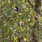 Chickadee perched on a leafy branch surrounded by green and yellowing leaves and hanging brown seed pods in a sunlit outdoor setting.