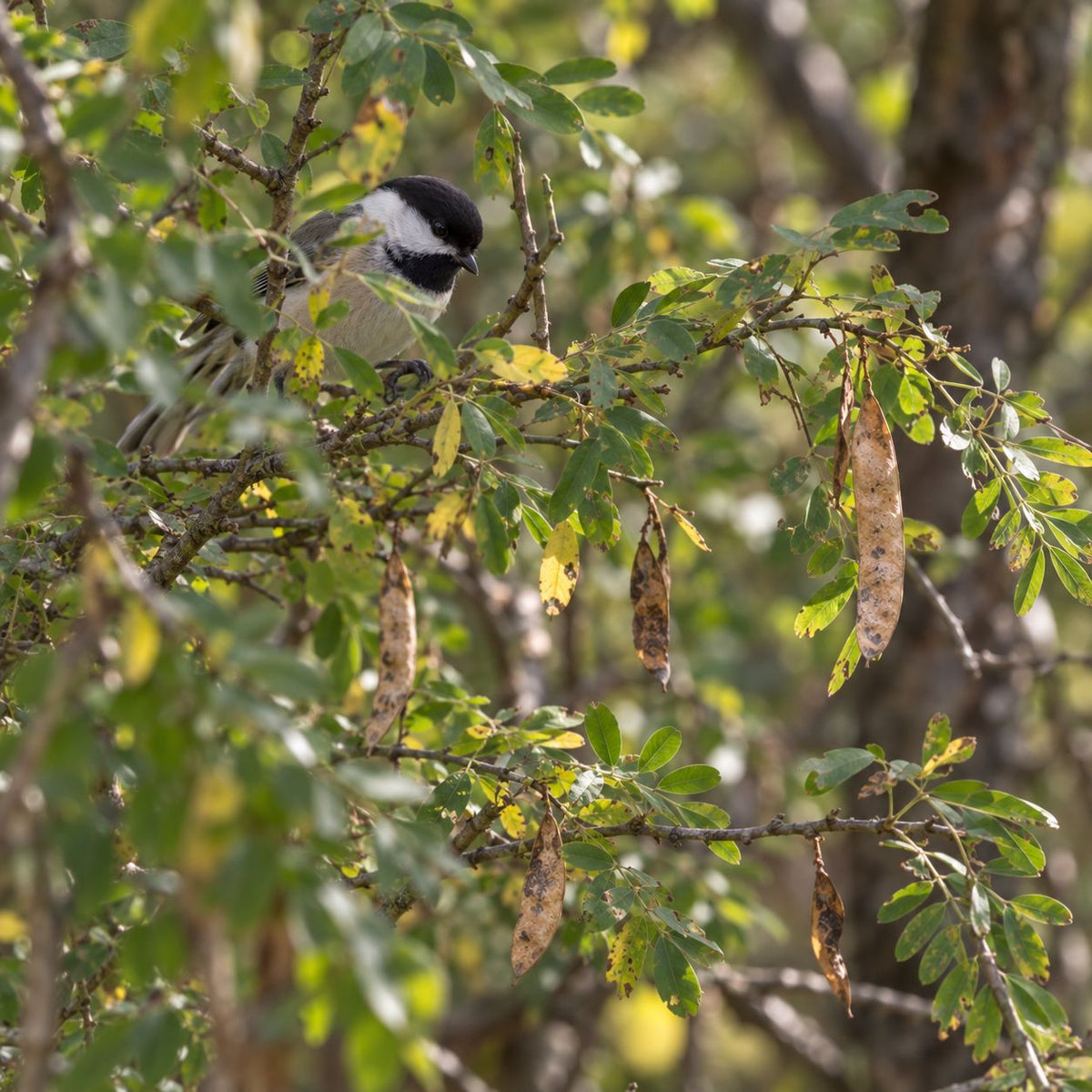 Chickadee perched on a leafy branch surrounded by green and yellowing leaves and hanging brown seed pods in a sunlit outdoor setting.