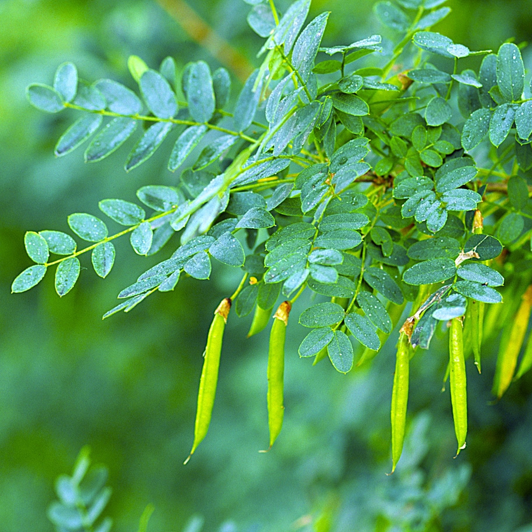 Detailed close-up of Caragana branch showing pinnate leaves, yellow pea-like blooms, and elongated seed pods.