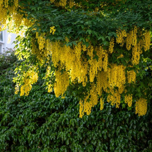 Siberian Peashrub with yellow flowers in bloom