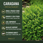   
Caragana Siberian Peashrub promotional graphic showing plant benefits on a green panel—wind and privacy hedge, drought and cold tolerant, nitrogen‑fixing, wildlife friendly—with a photo of the bright green shrub on the right and zones 2–7 listed.