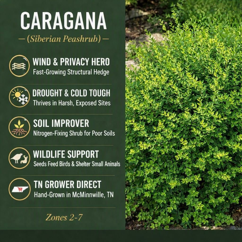   
Caragana Siberian Peashrub promotional graphic showing plant benefits on a green panel—wind and privacy hedge, drought and cold tolerant, nitrogen‑fixing, wildlife friendly—with a photo of the bright green shrub on the right and zones 2–7 listed.