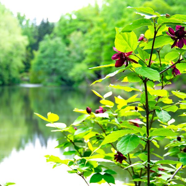 Carolina Allspice Shrub with Fragrant Blooms – Online Nursery"