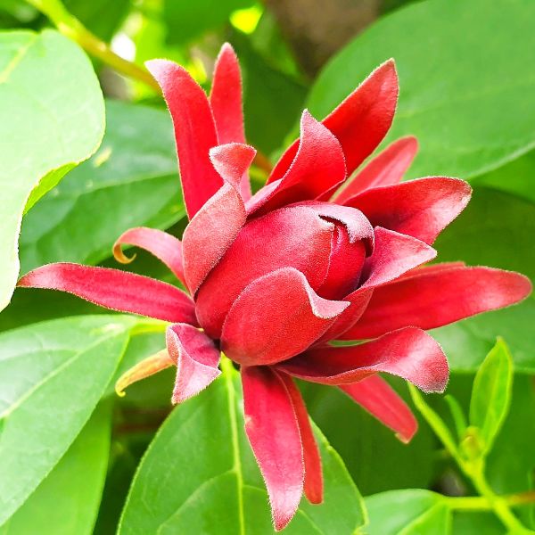 Carolina Allspice Shrub with Fragrant Blooms – Online Nursery"