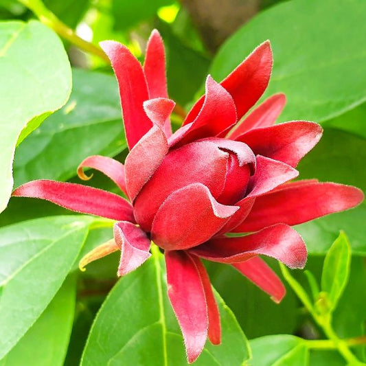 Carolina Allspice Shrub with Fragrant Blooms – Online Nursery"