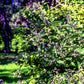 Carolina Allspice Shrub with Fragrant Blooms – Online Nursery"