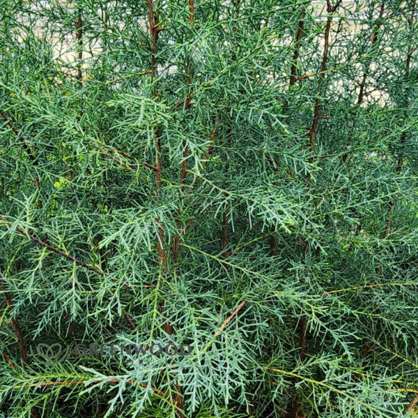 Close-up of Carolina Sapphire Arizona Cypress Tree's blue-green foliage and conical shape