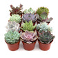 Succulent Variety Packs