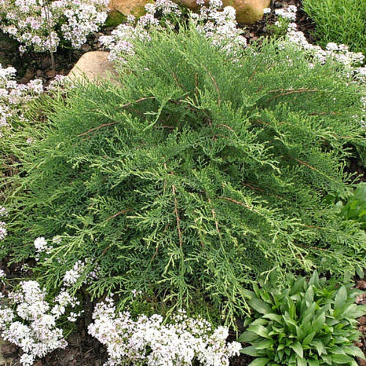 Celtic Pride® Siberian Cypress used in a landscape, spreading wide for ground cover