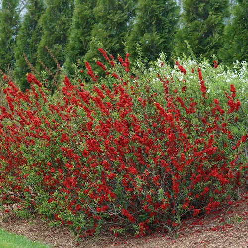 Chaenomeles Quince DT Scarlet - Quart Pot