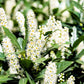 Close-up of small, fragrant white flowers on Cherry Laurel