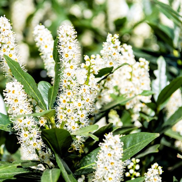 Close-up of small, fragrant white flowers on Cherry Laurel