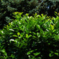 Cherry Laurel with glossy dark green leaves
