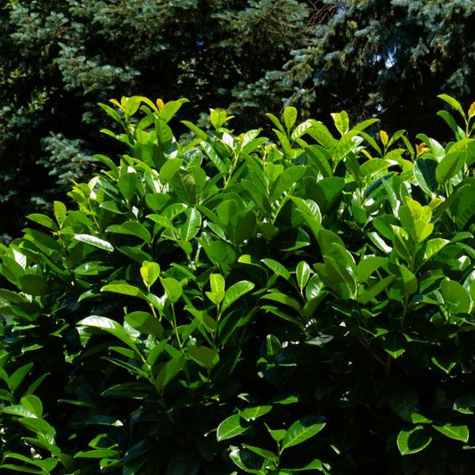 Cherry Laurel with glossy dark green leaves