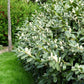 Cherry Laurel used as a dense hedge in a garden