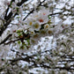 "Delicate branching pattern of Yoshino Cherry Tree"