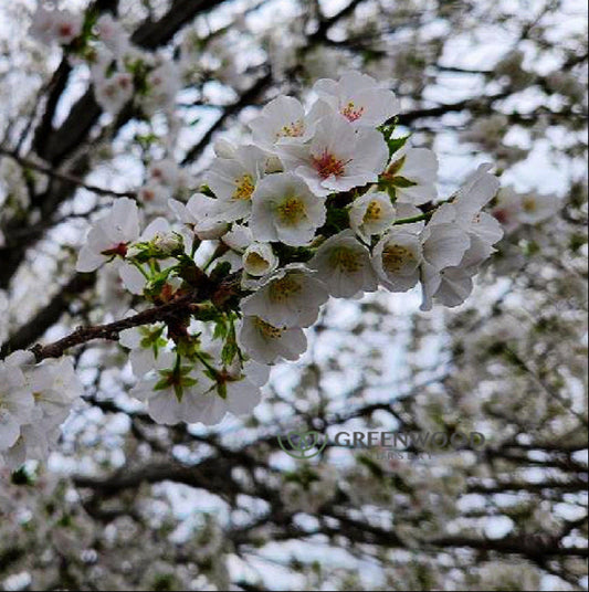 "Delicate branching pattern of Yoshino Cherry Tree"