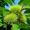 "Celestial Chestnut Tree with green leaves and young nuts"