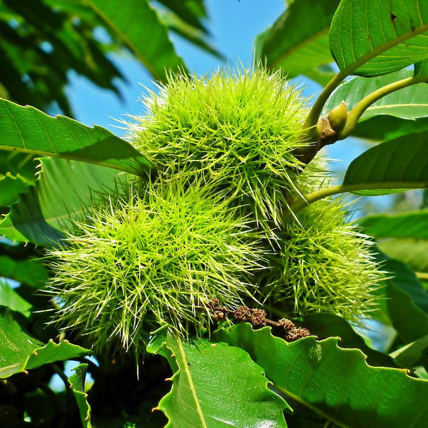 "Celestial Chestnut Tree with green leaves and young nuts"