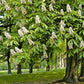 Fast-Growing Celestial Chestnut Tree for Sale – Online Nursery"