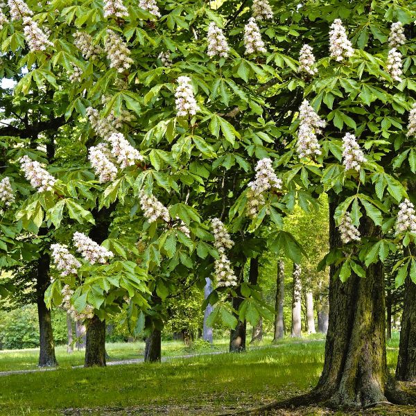 Fast-Growing Celestial Chestnut Tree for Sale – Online Nursery"