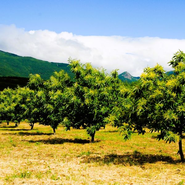 Fast-Growing Celestial Chestnut Tree for Sale – Online Nursery"